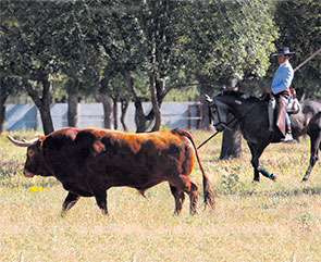 El árbol no se mueve El árbol no se mueve