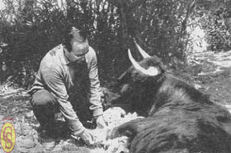 El Dr. Zaldivar en una de sus m&uacute;ltiples actuaciones con el toro Palmero, retirandole la escayola de la extremidad delantera izquierda.