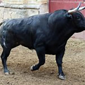 Seis toros de García Jiménez para cerrar la Temporada de Verano en El Puerto Seis toros de García Jiménez para cerrar la Temporada de Verano en El Puerto