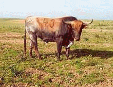 Toros de Miura